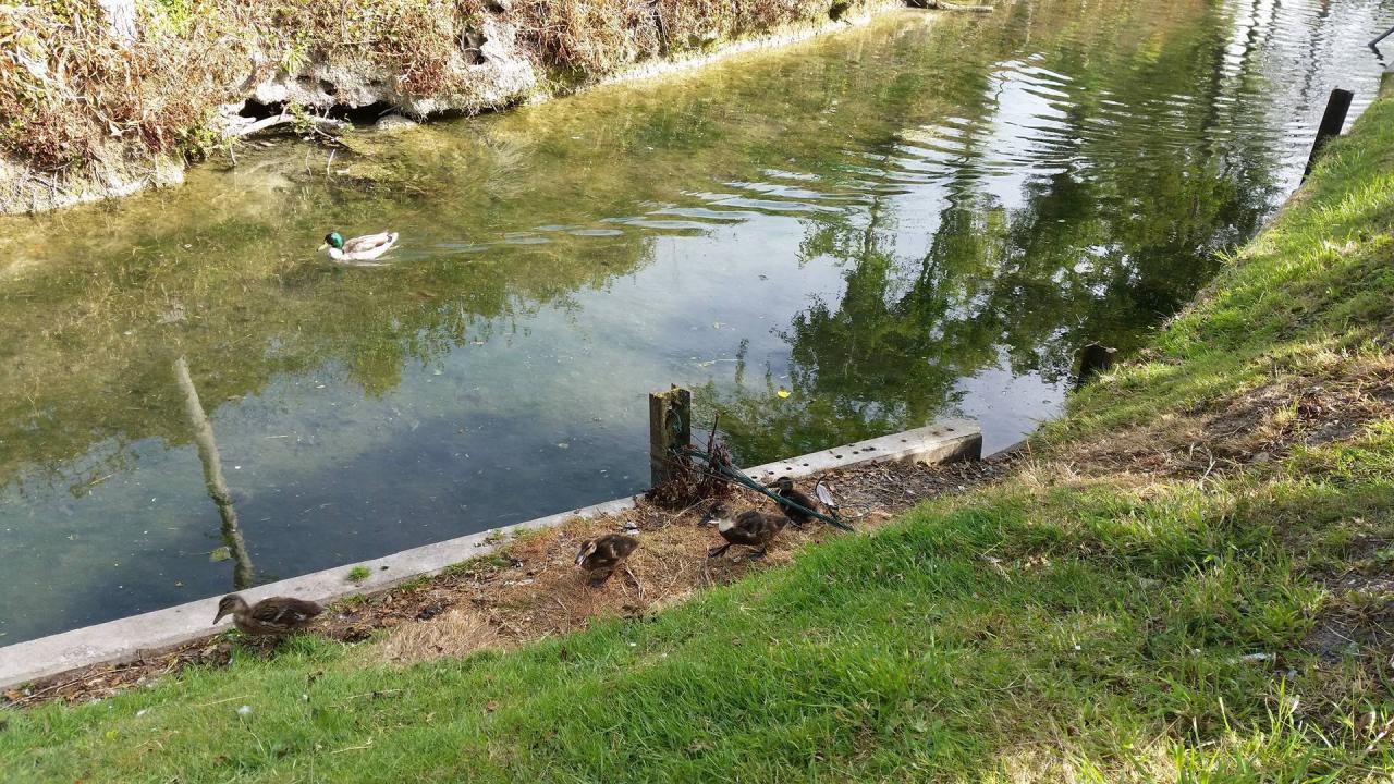 Bébés canards 